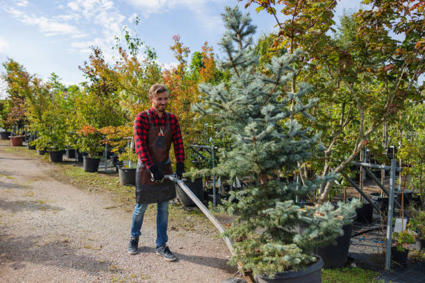 How Our Tree Care Process Works  in Park View, IA